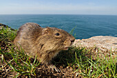 Santa Catarina’s Guinea Pig (Cavia intermedia) critically endangered endemic species, Moleques do Sul Island, Serra do Tabuleiro State Park, Santa Catarina, Brazil