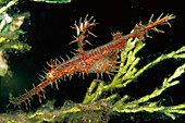 Harlequin Ghost Pipefish (Solenostomus paradoxus) juvenile, Indonesia