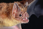 Vampire Bat (Desmodus rotundus) portrait, Costa Rica