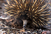 Short-beaked Echidna (Tachyglossus aculeatus), Australia