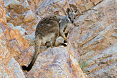 Black-footed Rock Wallaby (Petrogale lateralis), Alice Springs, Northern Territory, Australia