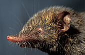 Montane Shrew Tenrec (Microgale monticola), Madagascar