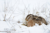 European Hare (Lepus europaeus) in snow, Netherlands