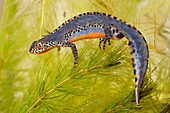 Alpine Newt (Ichthyosaura alpestris) male, Nijmegen, Netherlands