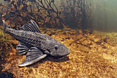 Armored Catfish (Loricariidae), Pantanal, Brazil