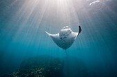 Reef Manta Ray (Manta alfredi) feeding on plankton, Nusa Penida, Indonesia