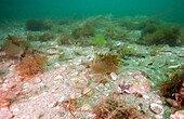 European Plaice (Pleuronectes platessa) camouflaged on seafloor, Cornwall, England, United Kingdom