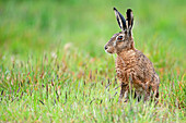 European Hare (Lepus europaeus) in meadow, Groningen, Netherlands