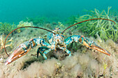 American Lobster (Homarus americanus) in defensive posture, Passamaquoddy Bay, Maine