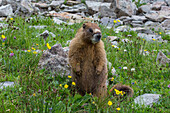 Yellow-bellied Marmot (Marmota flaviventris), Yankee Boy Basin, Uncompahgre National Forest, Colorado