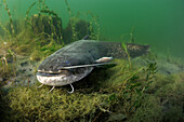 Wels (Silurus glanis) male guarding nest, Netherlands