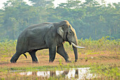 Asian Elephant (Elephas maximus) male in wetland, Assam, India