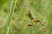 Pool Frog (Pelophylax lessonae) catching Four-spotted Chaser (Libellula quadrimaculata) dragonfly, Nunspeet, Netherlands
