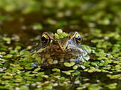 Common Frog (Rana temporaria), Sussex, England