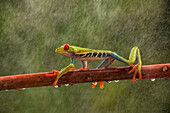Red-eyed Tree Frog (Agalychnis callidryas) in rainfall, Costa Rica