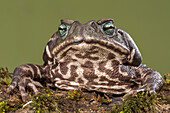 Yellow Cururu Toad (Rhinella icterica), Argentina