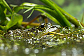 American Bullfrog (Rana catesbeiana) male in wetland, North America