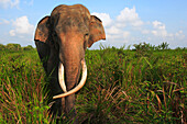 Asian Elephant (Elephas maximus), Way Kambas National Park, Sumatra, Indonesia