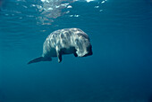 Dugong (Dugong dugon) portrait, Lamen Bay, Epi Island, Vanuatu