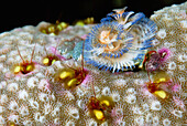 Christmas Tree Worm (Spirobranchus giganteus) and Coral Hermit Crab (Paguritta harmsi) colony, Solomon Islands