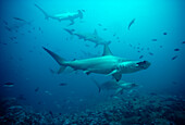 Scalloped Hammerhead Shark (Sphyrna lewini) school, Galapagos Islands, Ecuador