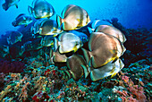 Batfish (Platax sp) schooling, Red Sea, Egypt