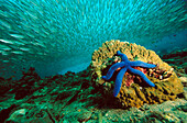 Blue Sea Star (Linckia laevigata) and schooling baitfish, 20 feet deep, Papua New Guinea