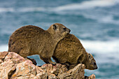 Rock Hyrax (Procavia capensis) pair, Hermanus, South Africa