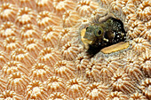 Spinyhead Blenny (Acanthemblemaria spinosa) hiding in coral, Saba, Caribbean