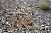 Scrub Hare (Lepus saxatilis) crouched on stony ground, Karoo National Park, South Africa