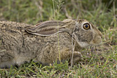 African Hare,Tanzania, Africa, Lepus capensis