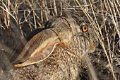 Scrub Hare (Lepus saxatilis) adult, crouching in grass to avoid detection, head, Eastern Cape, South Africa