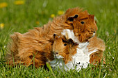 Domestic Guinea Pig (Cavia porcellus) two adults, resting together on grass