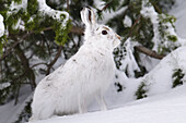 Mountain Hare (Lepus timidus) adult, in winter coat, standing alert in front of snow covered pines, Cairngorms National Park, Aberdeenshire, Highlands, Scotland, March