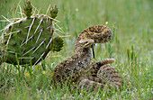 Western Diamondback Rattlesnake (Crotalus atrox) in defensive posture, South Dakota