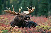Alaska Moose (Alces alces gigas) male calling while reclining in autumn tundra, Alaska
