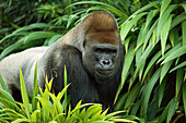 Western Lowland Gorilla (Gorilla gorilla gorilla) male portrait, native to Africa