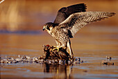 Peregrine Falcon (Falco peregrinus) adult in protective stance standing on downed duck, North America