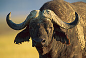 Cape Buffalo (Syncerus caffer) portrait, Kenya