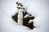 Short-tailed Weasel (Mustela erminea) camouflaged against snowbank, Grand Teton National Park, Wyoming