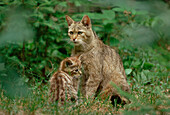 Wild Cat (Felis silvestris) parent with kitten, Germany