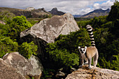Katta (Lemur catta), verletzlich, mit Blick auf das Andringitra-Gebirge, südliches Zentrum Madagaskars
