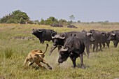 African Lion (Panthera leo) evading retaliation by Cape Buffalo (Syncerus caffer) herd, Africa