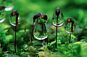 Water droplets on Rough-stalked Feather-moss (Brachythecium rutabulum) in fir forest, Lower Saxony, Germany