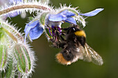 Buff-tailed Bumblebee (Bombus terrestris) foraging on Borage(Borago officinalis), Belgium