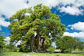 Baobab (Adansonia digitata), Gweta, Makgadikgadi Pans, Botswana