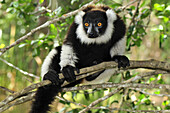 Black and White Ruffed Lemur (Varecia variegata variegata) in tree, Toamasina, Madagascar