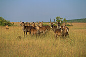 Defassa Waterbuck (Kobus ellipsiprymnus defassa) herd, Masai Mara, Kenya