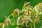 English Black Walnut (Juglans regia) leaves, Netherlands