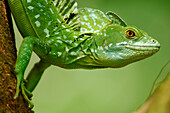 Green Basilisk (Basiliscus plumifrons) male, Selva Verde, Costa Rica